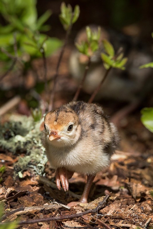 Recently hatched poult by Jason Major